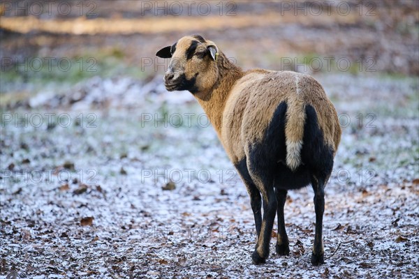 Female Cameroon sheep