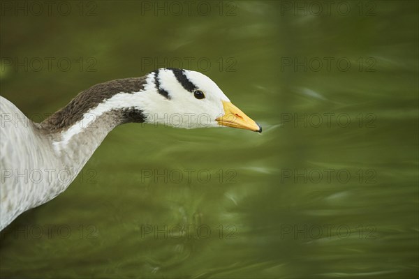 Bar-headed goose