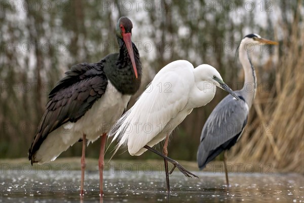 Great egret