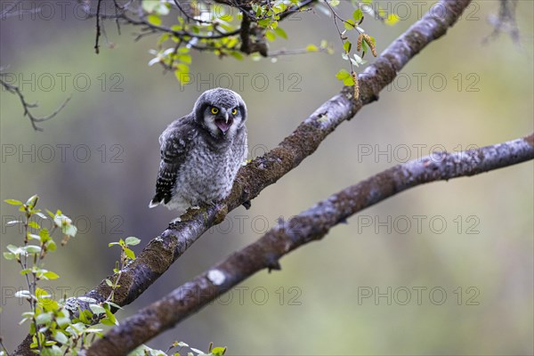 Northern hawk owl