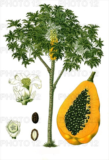 Medicinal plant