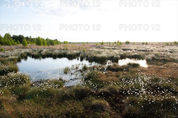 Hare's-tail cottongrass