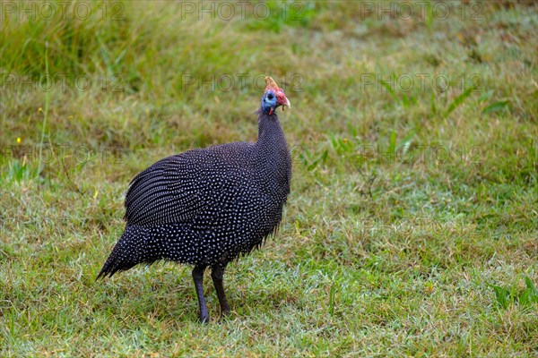 Helmeted Guineafowl