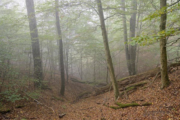 Deciduous forest