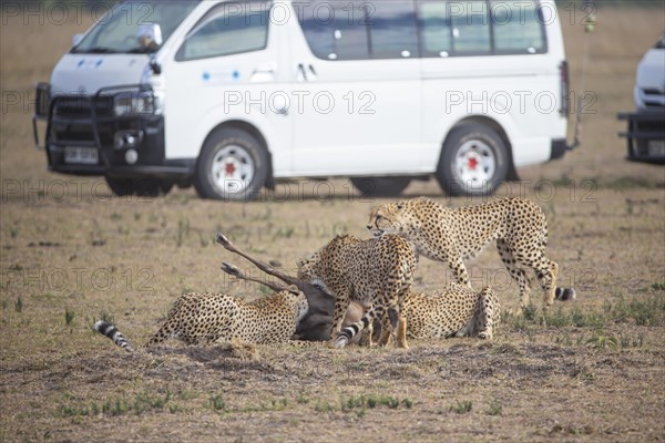 Cheetah