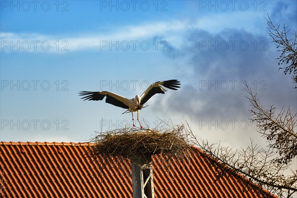 White Stork