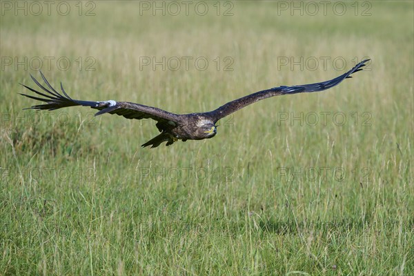 Steppe Eagle