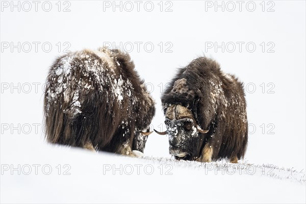 Two musk oxes
