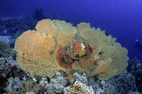 Giant sea fan