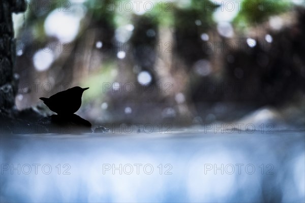 White-breasted dipper