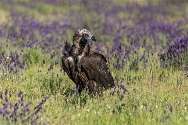 Cinereous vulture