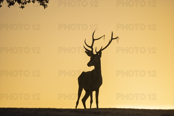 Red deer