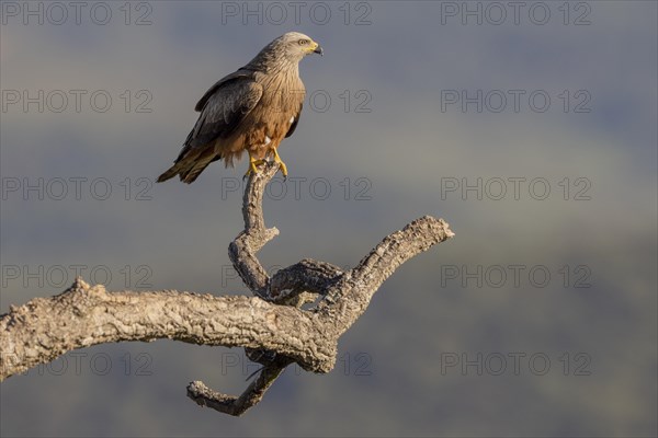 Black Kite