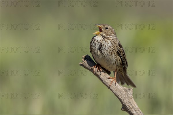 Corn Bunting