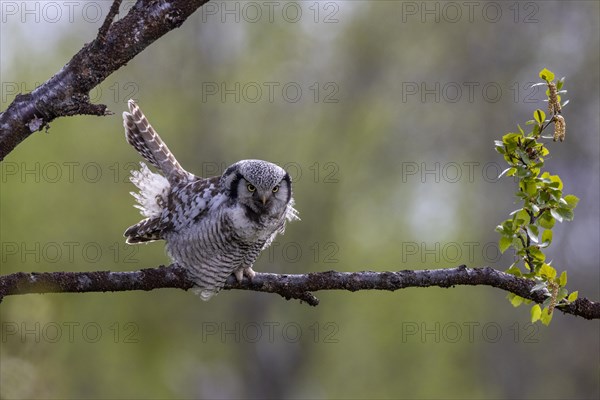 Northern hawk owl