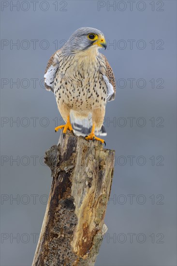 Common kestrel