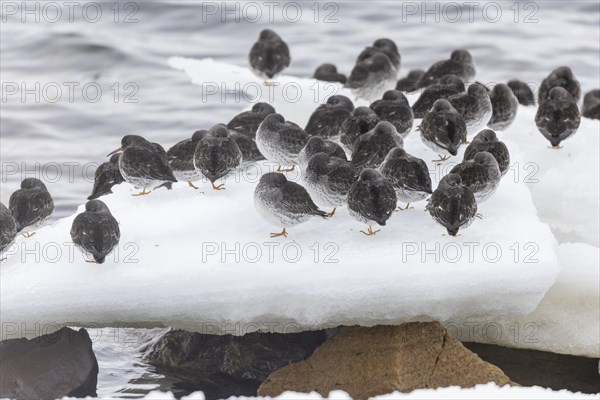 Purple Sandpiper