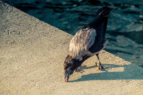 The Hooded Crow