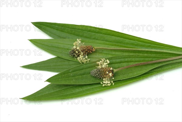 Medicinal plantain