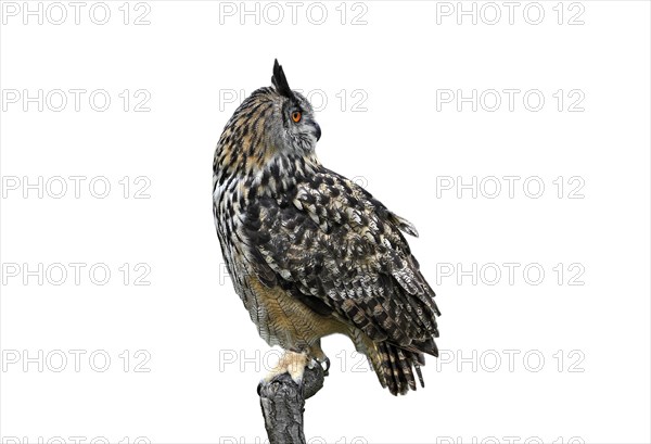 Eagle owl