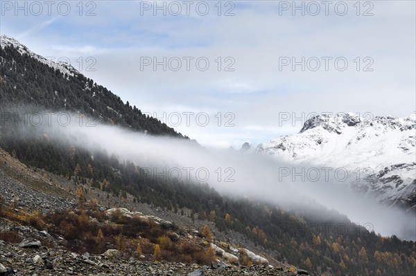 Autumn larch forest in Val Morteratsch