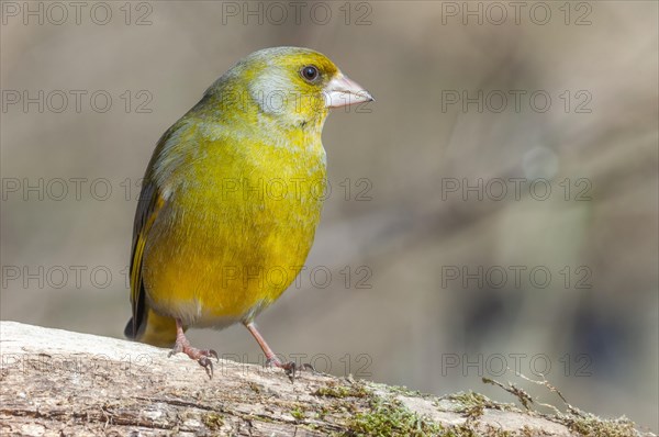 European greenfinch