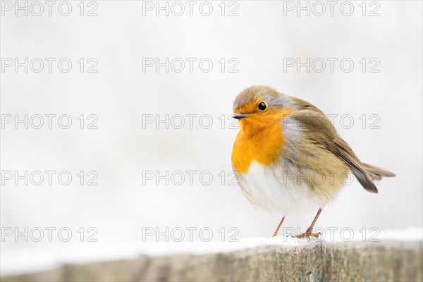 European robin