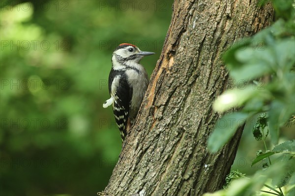 Middle Spotted Woodpecker