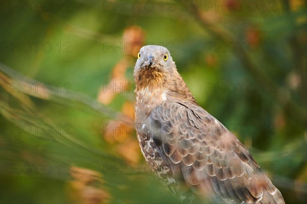 European honey buzzard