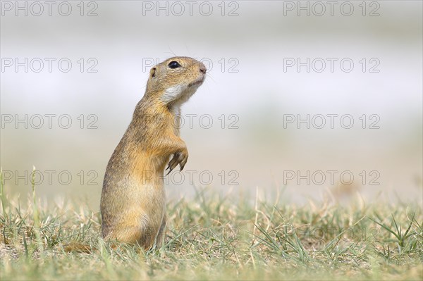 European ground squirrel