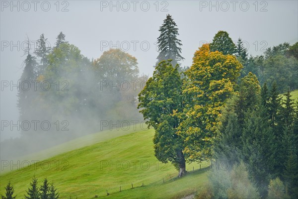 Norway maple