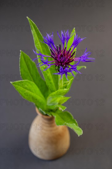 Studio image of a blue flowering knapweed