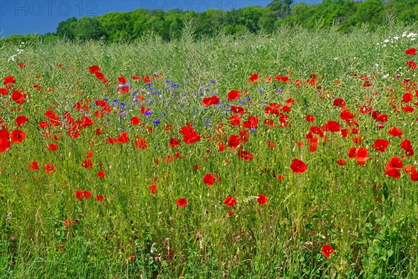 Blooming poppies