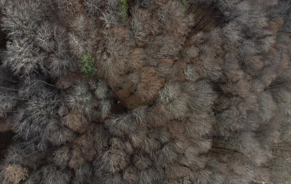 Undecorated mixed beech forest from above