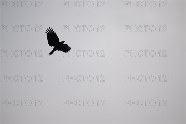 Carrion crow