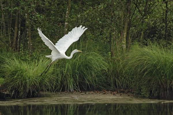 Great egret