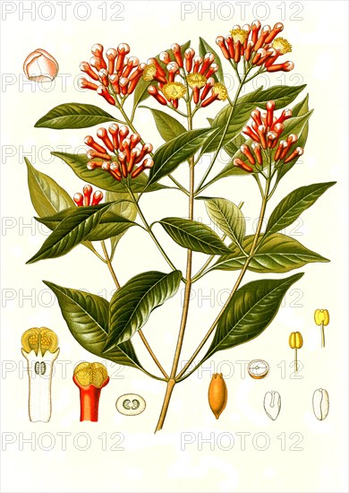 Medicinal plant