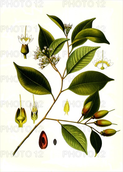 Medicinal plant