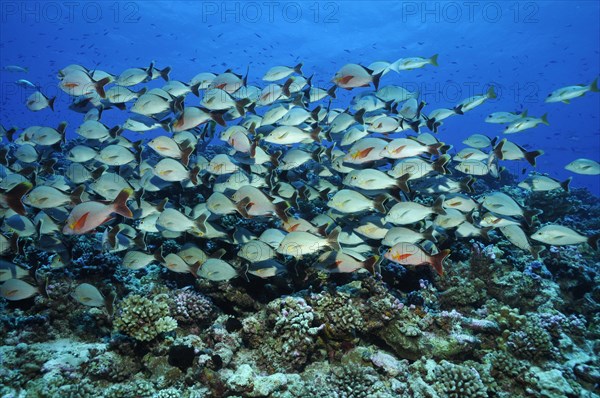 Humpback red snapper