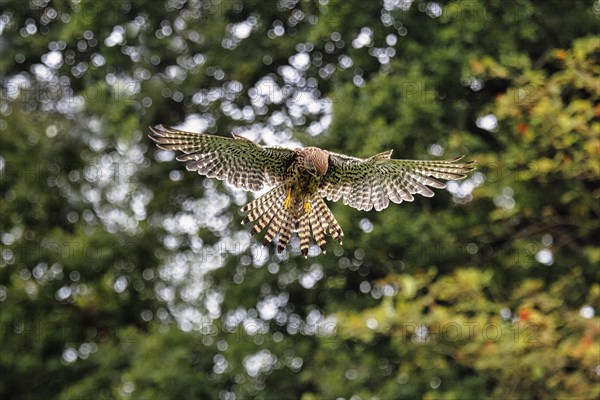 Common kestrel