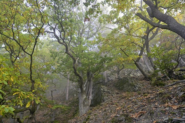 Gnarled oak trees