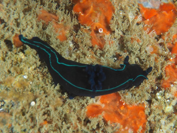 Dusky gloomy nudibranch