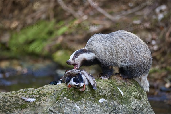 European badger