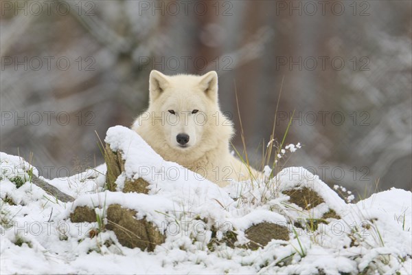 Arctic wolf