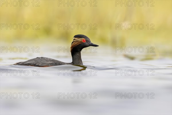 Black-necked Grebe