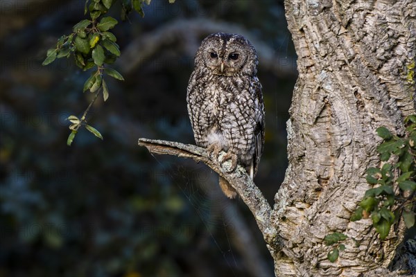 Tawny owl