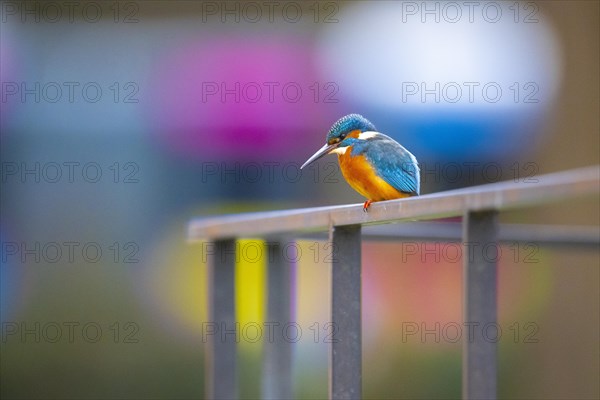 Common kingfisher