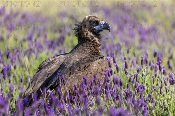 Cinereous vulture