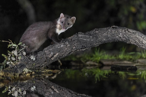 Beech marten