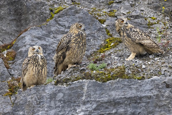 Eurasian eagle-owl